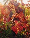 Grapes & Leaves (V), Burgundy, France