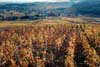 Vineyard, Pouilly-Fuisse #2, Burgundy, France