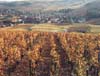 Vineyard, Pouilly-Fuisse, Burgundy, France