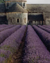 Lavender & Abbey (V), Provence, France