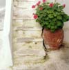 Steps, Pot, & Flowers, Santorini, Greece