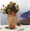 Vase, Plant, & Sea, Santorini, Greece