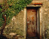 Door & Plant, Tuscany, Italy