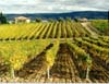 Vineyard Montalcino, Italy