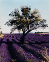 Lavender & Tree, Provence, France