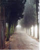 Road, Trees & Fog, Tuscany, Italy