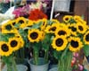 Sunflowers, SF