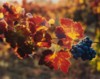 Grape Cluster & Leaves, Napa Valley, California