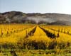 Vineyard, Smoke, Napa Valley, California