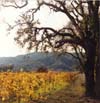 Oak Tree & Vineyard, Napa Valley, California