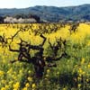 Spring Vineyard, Napa Valley, California