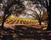 Vineyard & Two Trees, Napa Valley, California