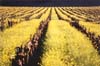 Vineyard & Mustard, Napa Valley, California