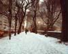 5th Avenue in Snow, New York City, New York