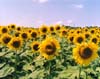 Sunflowers, North Dakota